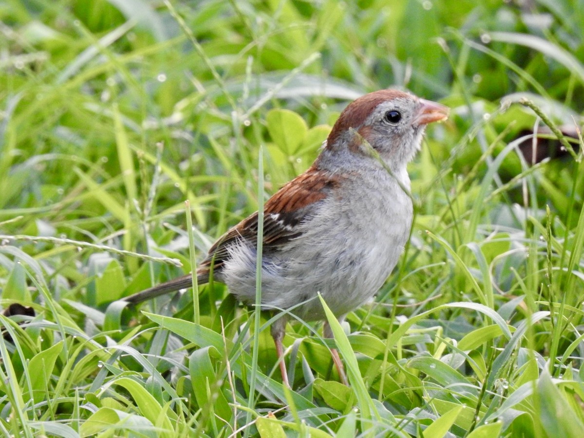 Field Sparrow - ML622305497