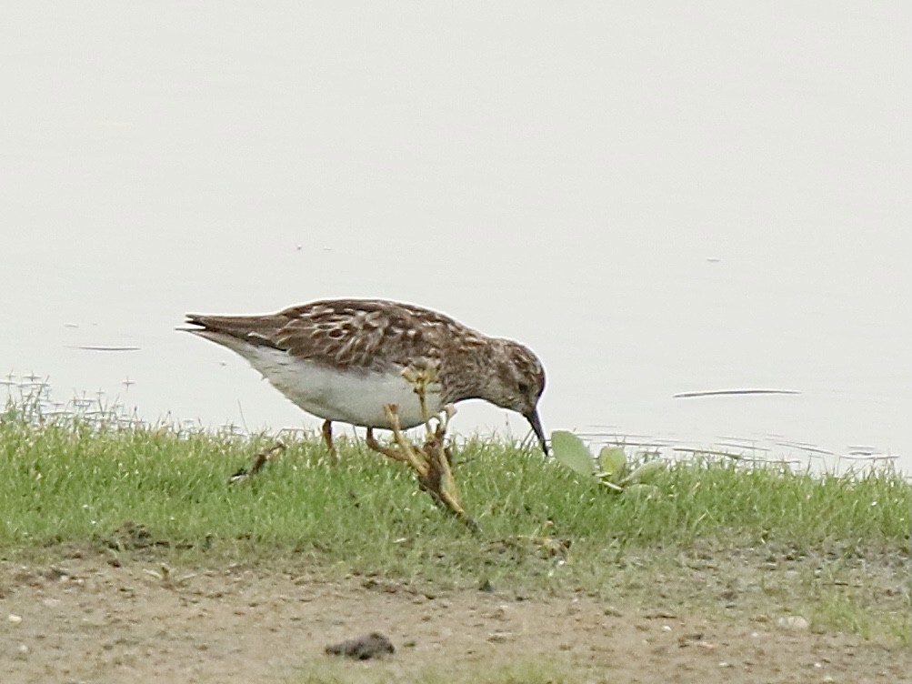 Least Sandpiper - ML622305538