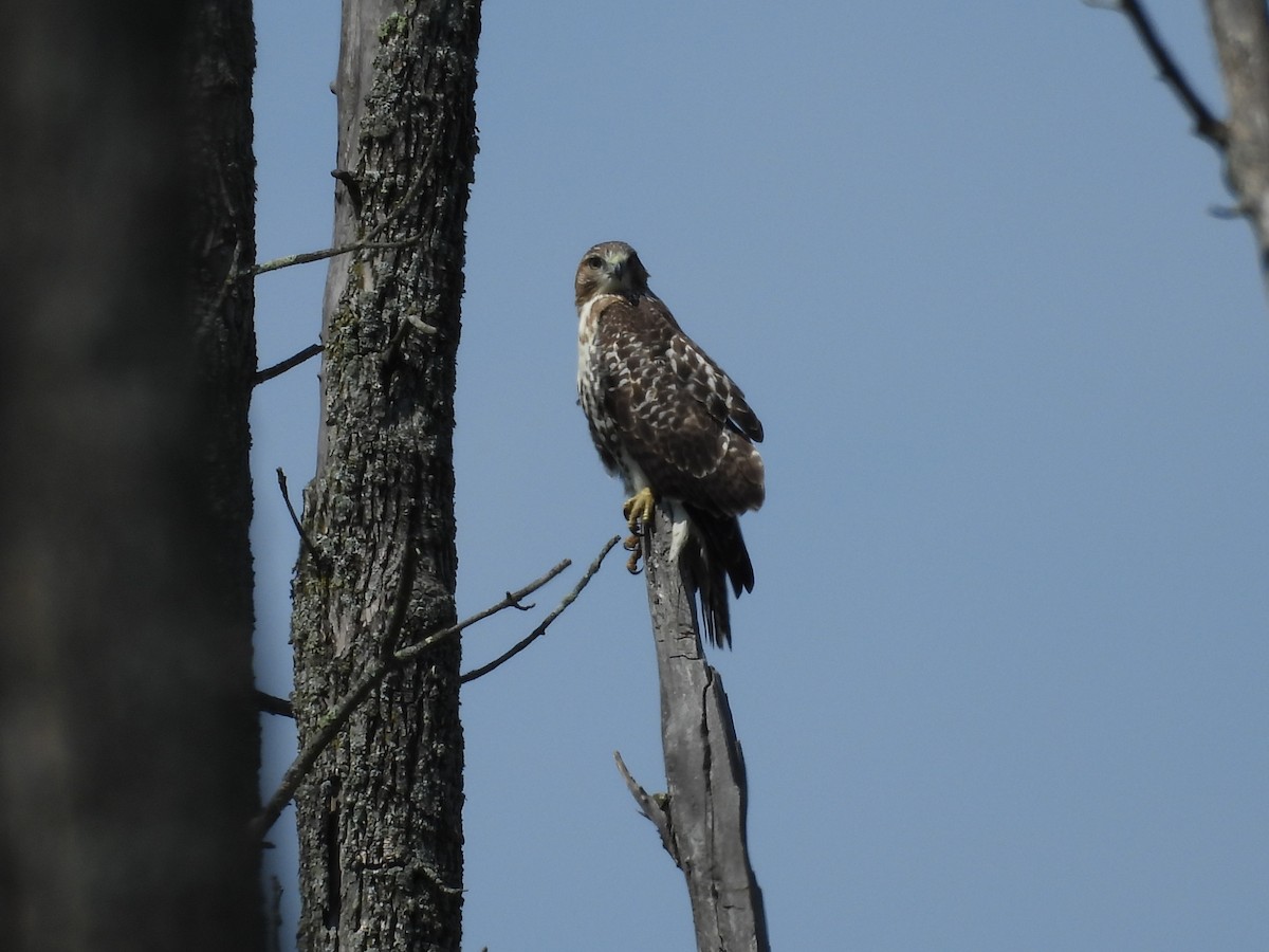 Red-tailed Hawk - Amanda Maduko