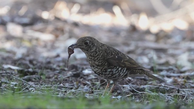 Bassian Thrush - ML622305685