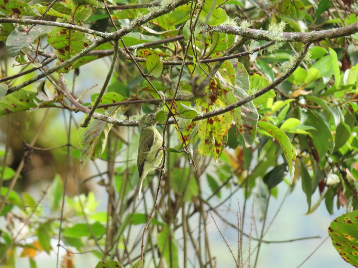 Olive-striped Flycatcher - ML622305690