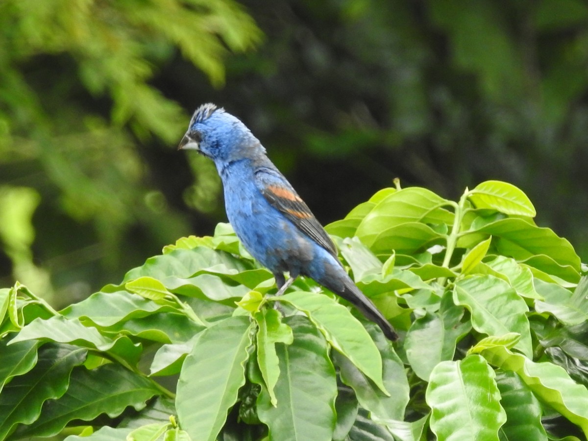 Blue Grosbeak - ML622305691