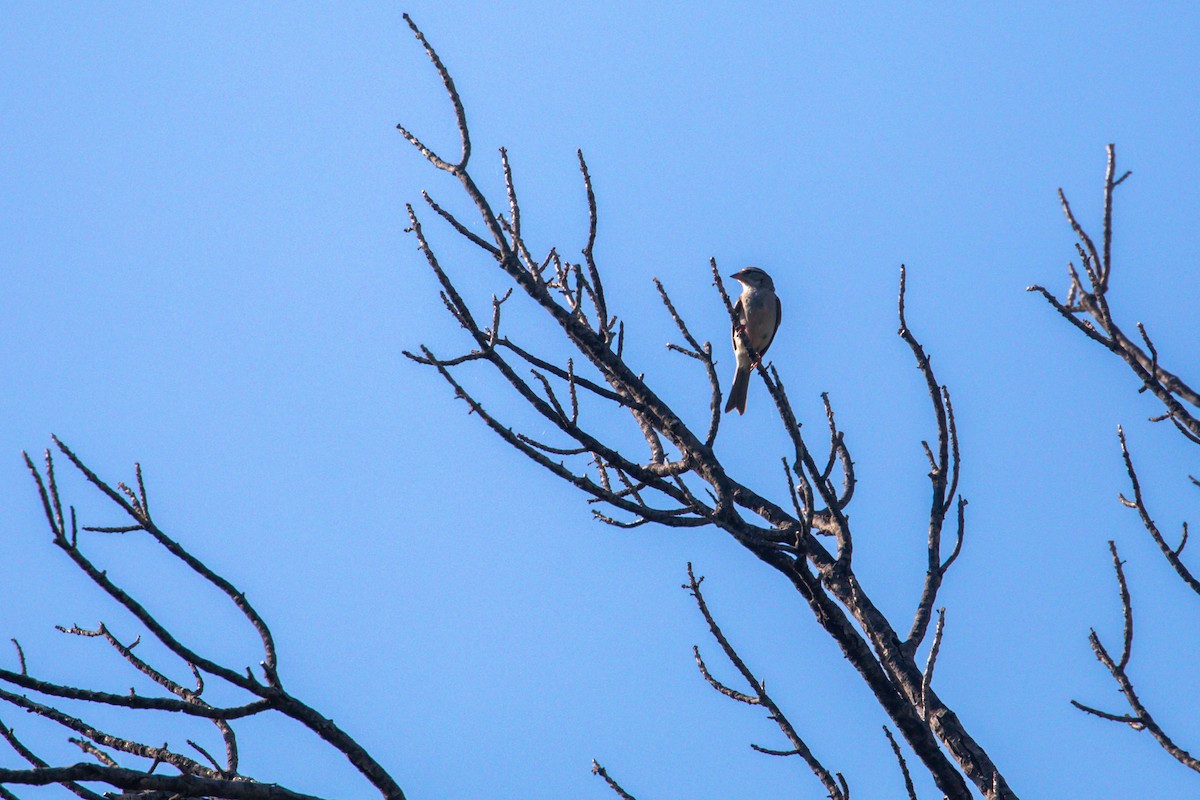 Chipping Sparrow - ML622305710