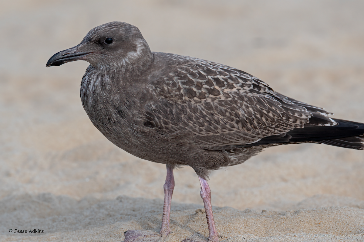 Gaviota Argéntea (americana) - ML622305733