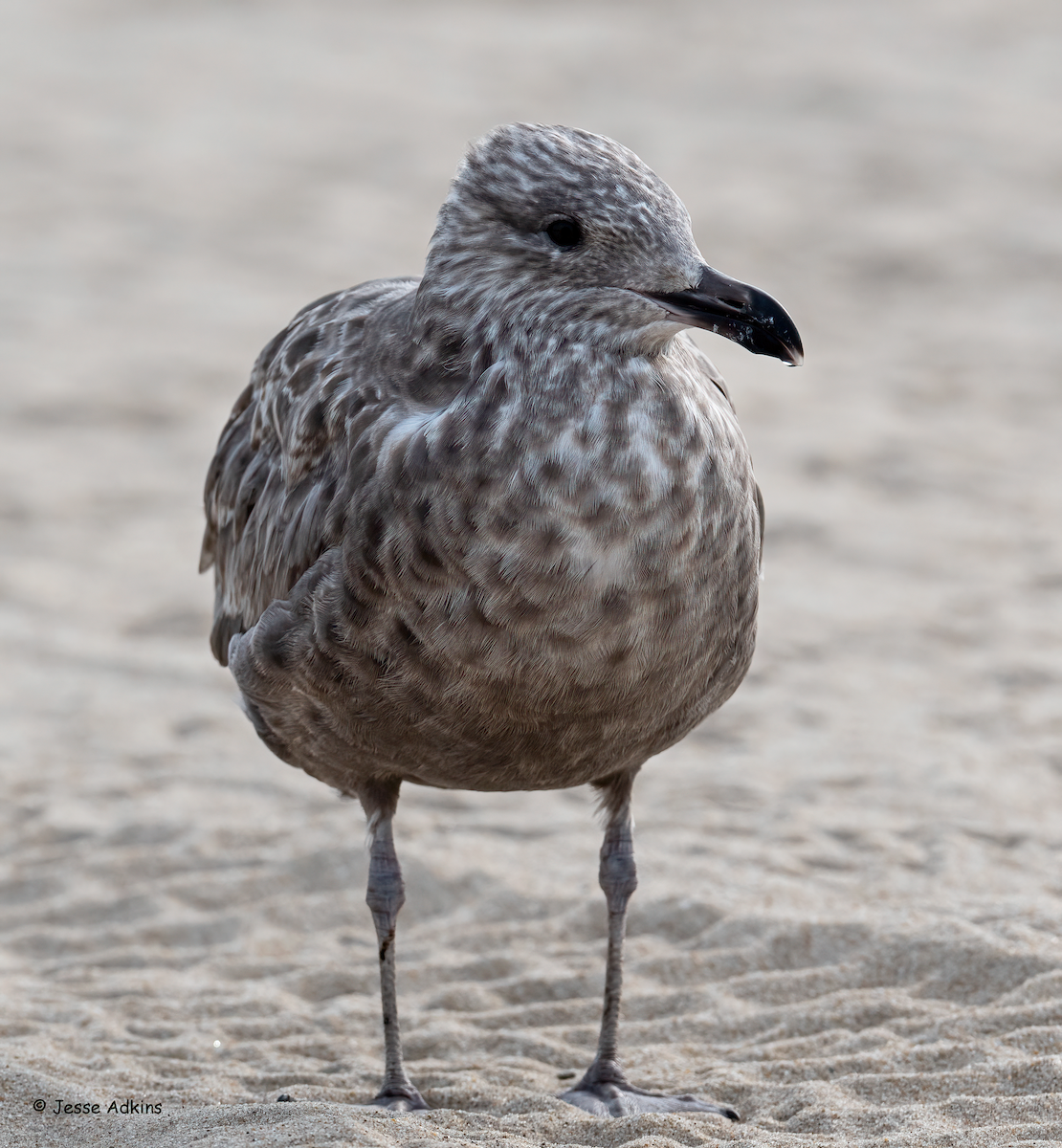 Gaviota Argéntea (americana) - ML622305734