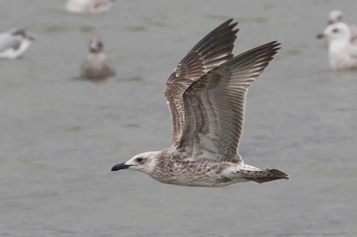 Caspian Gull - ML622305837