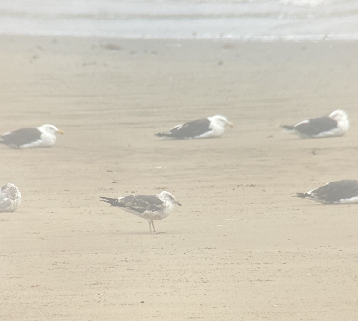 Lesser Black-backed Gull - ML622305863