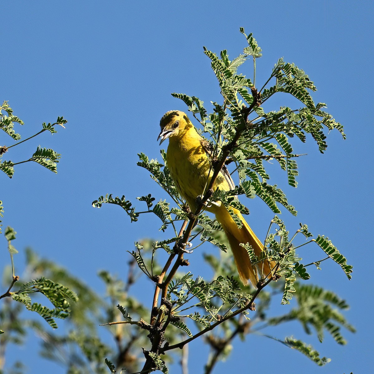 Oriole masqué - ML622305887