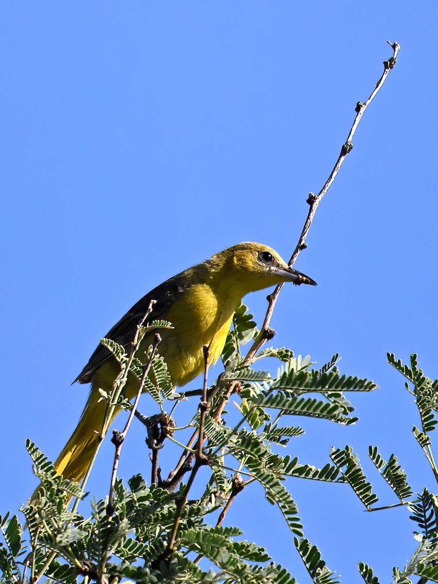 Oriole masqué - ML622305888