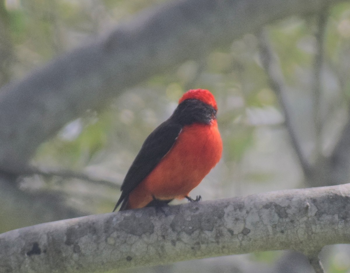 Vermilion Flycatcher (obscurus Group) - ML622305933