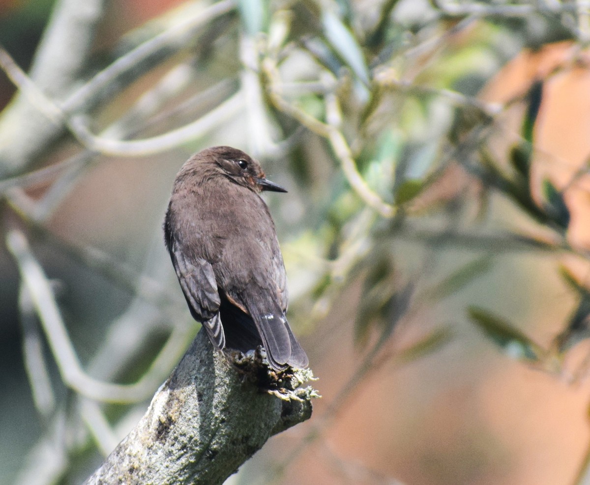 Vermilion Flycatcher (obscurus Group) - ML622305934