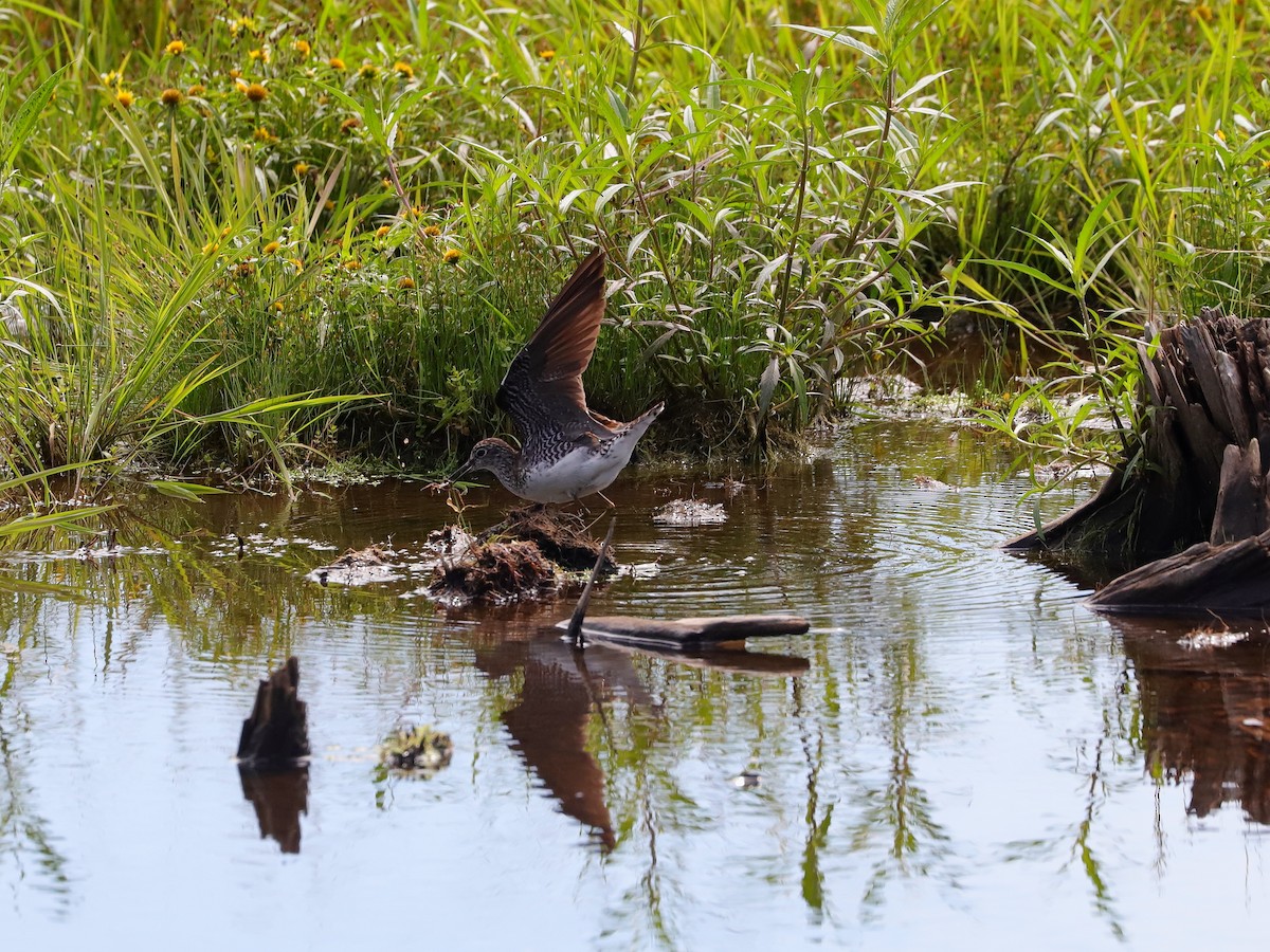 Solitary Sandpiper - ML622305958