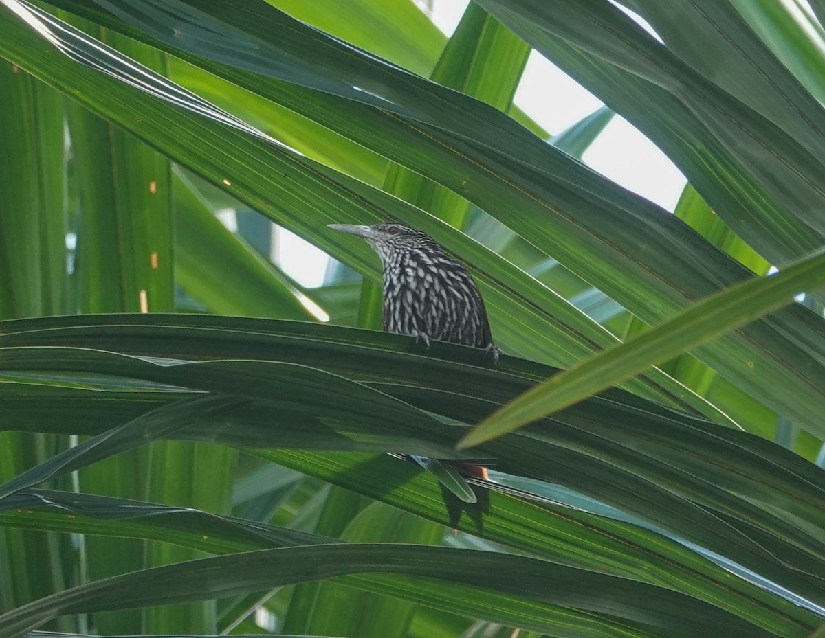 Point-tailed Palmcreeper - ML622305969