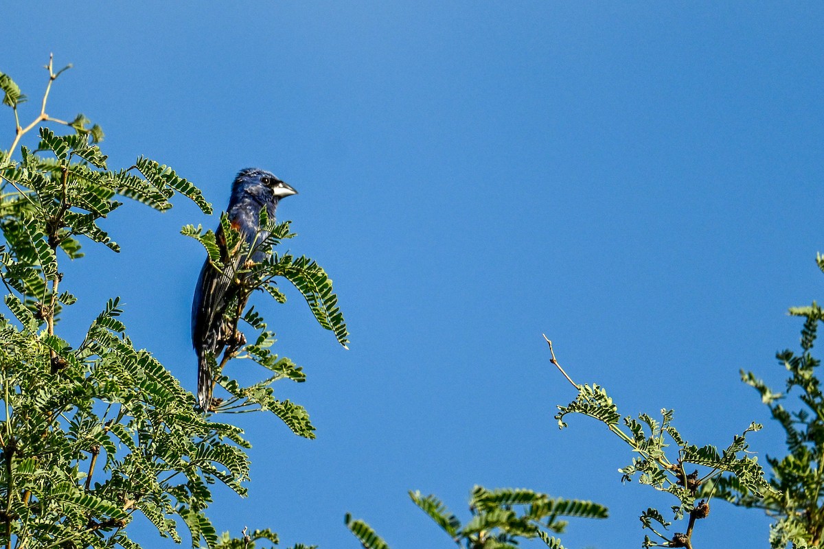 Guiraca bleu - ML622306102