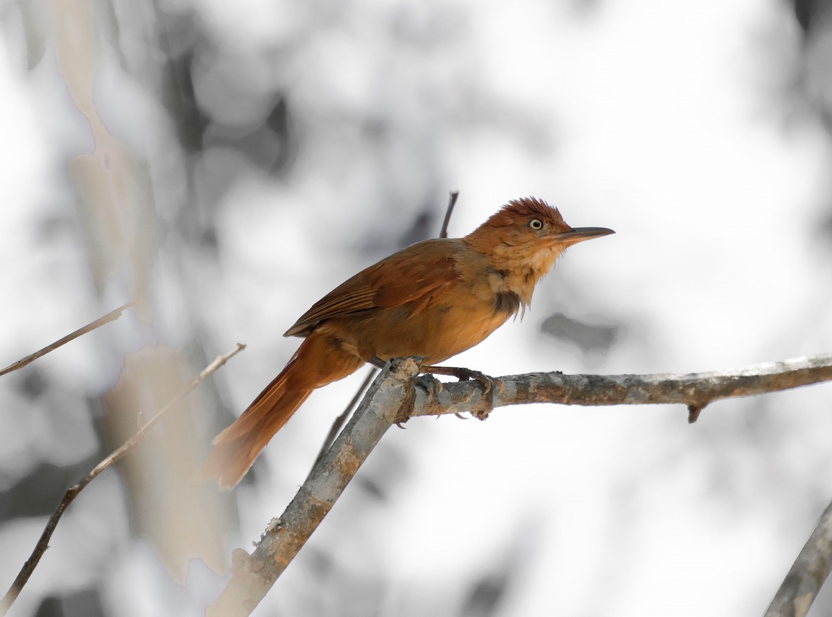 Chestnut-capped Foliage-gleaner - ML622306152