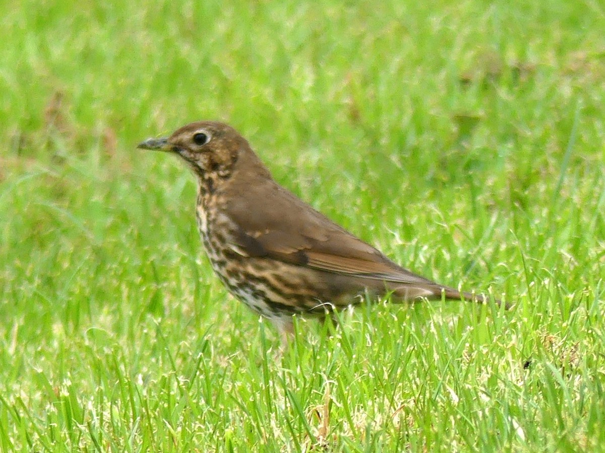 Song Thrush - Philip Dickinson