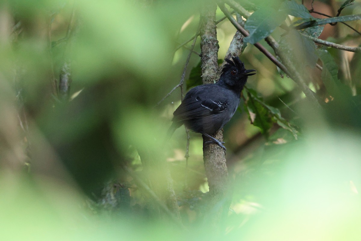 Black-headed Antbird (Hellmayr's) - ML622306214