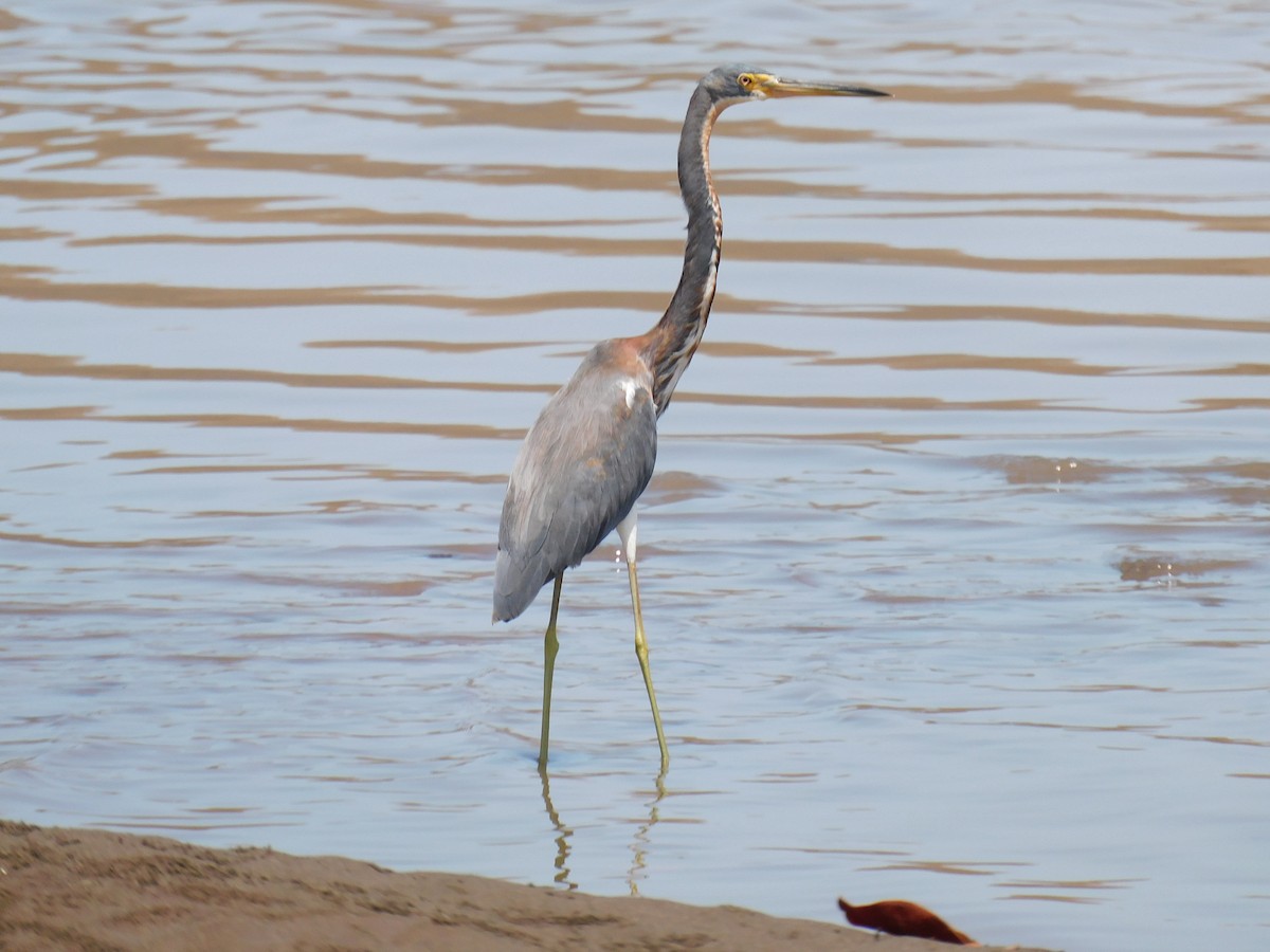 Tricolored Heron - ML622306239