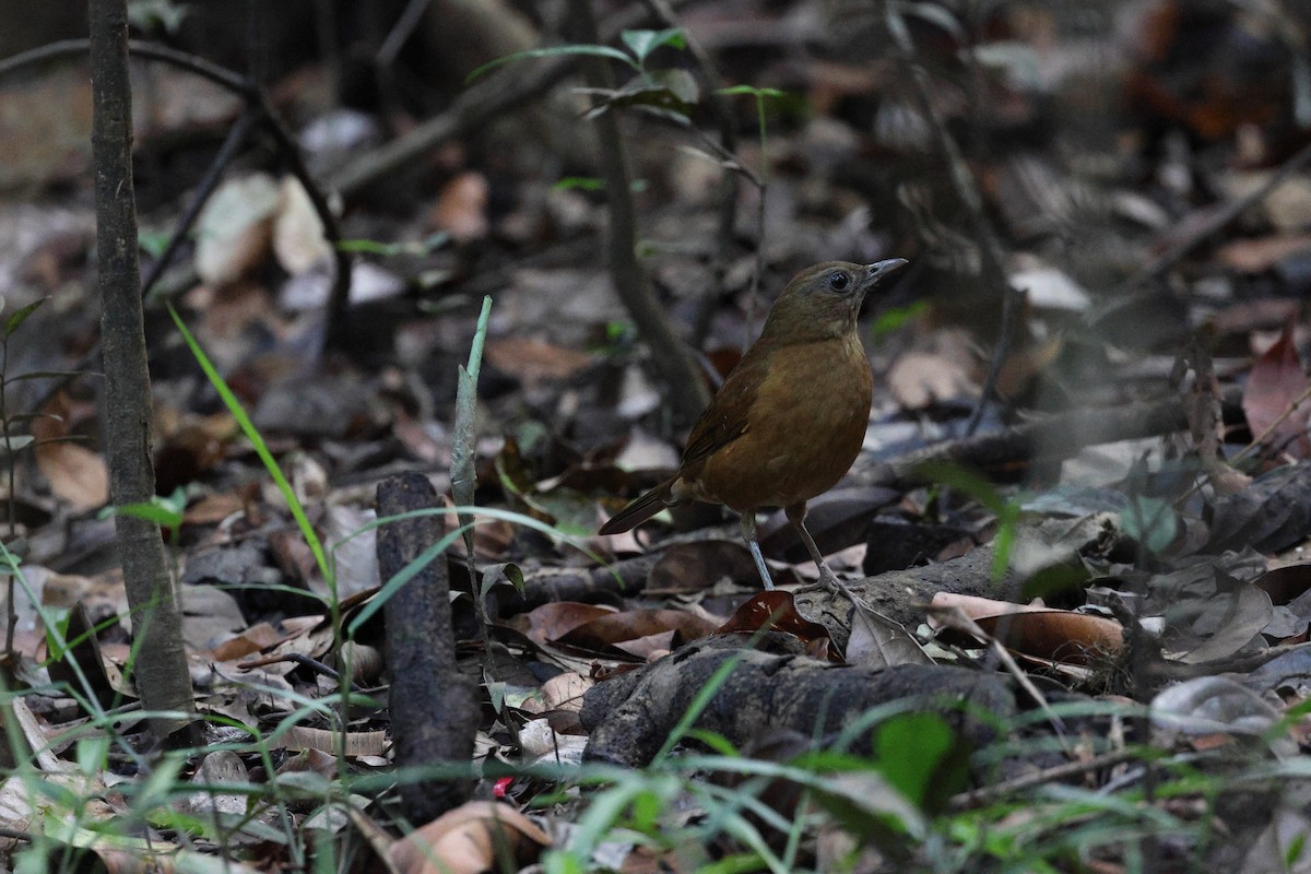 Cocoa Thrush (Cocoa) - ML622306285