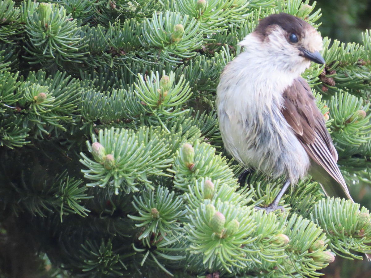 Canada Jay - ML622306343