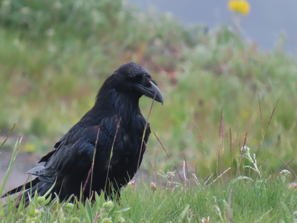 Common Raven - ML622306361