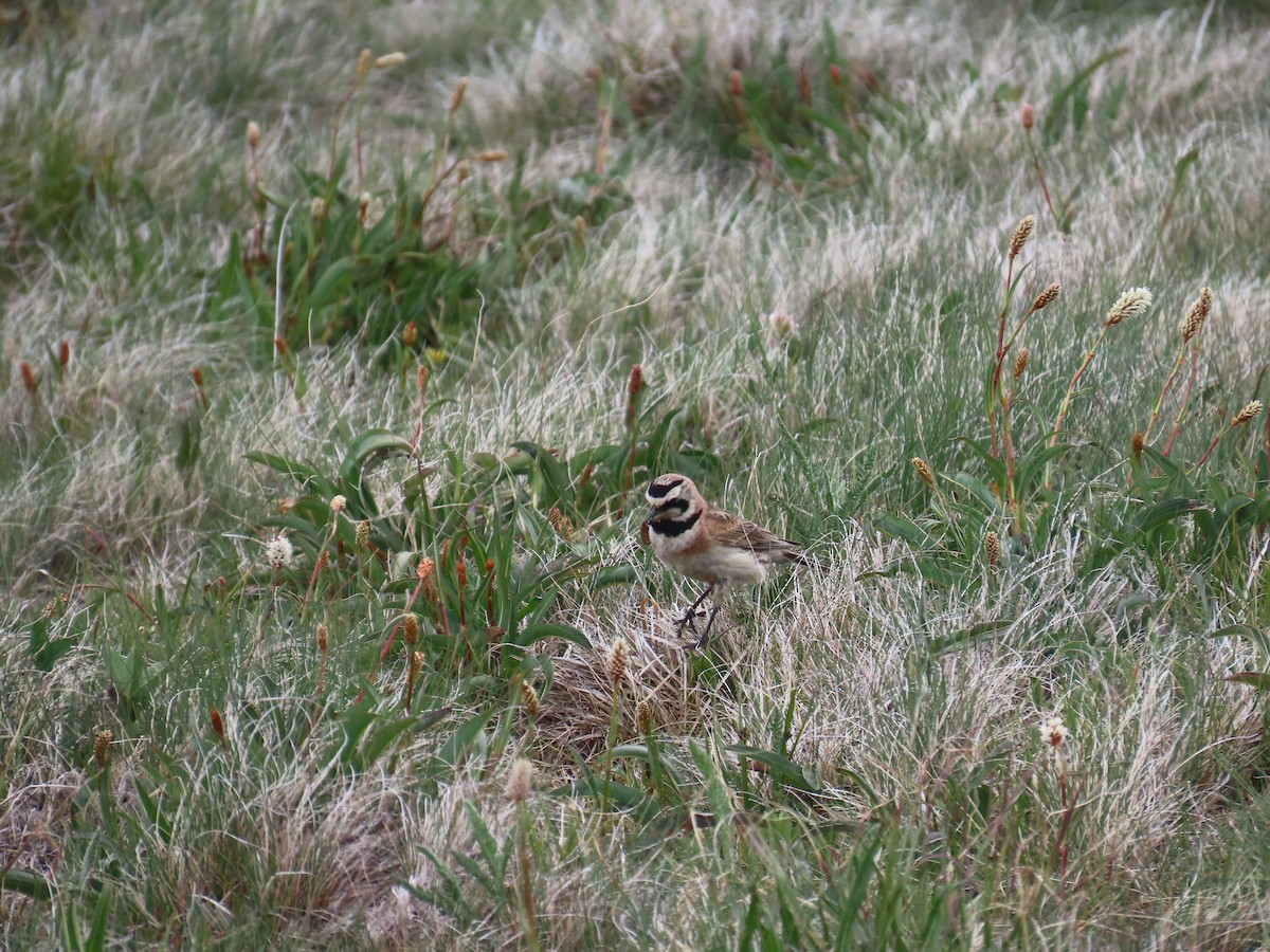 Horned Lark - ML622306389