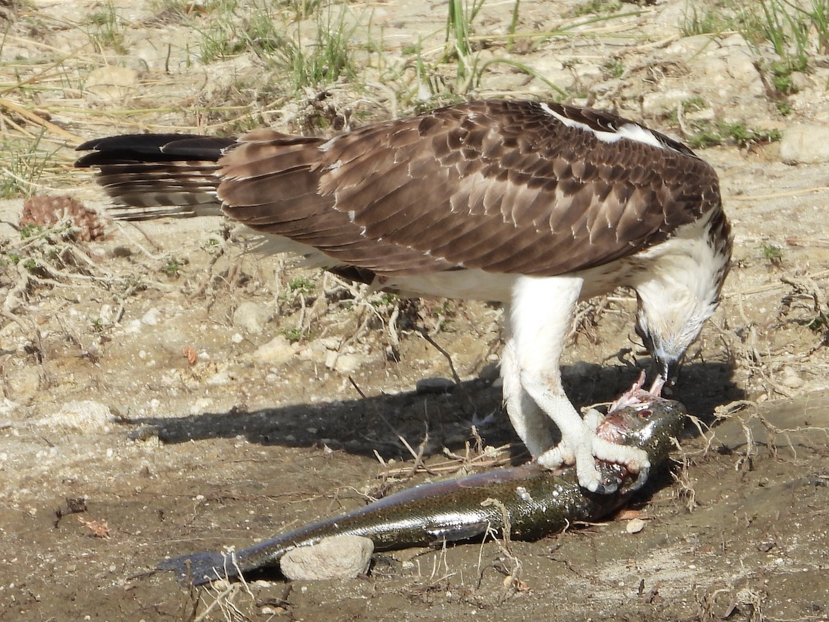 Osprey - ML622306454