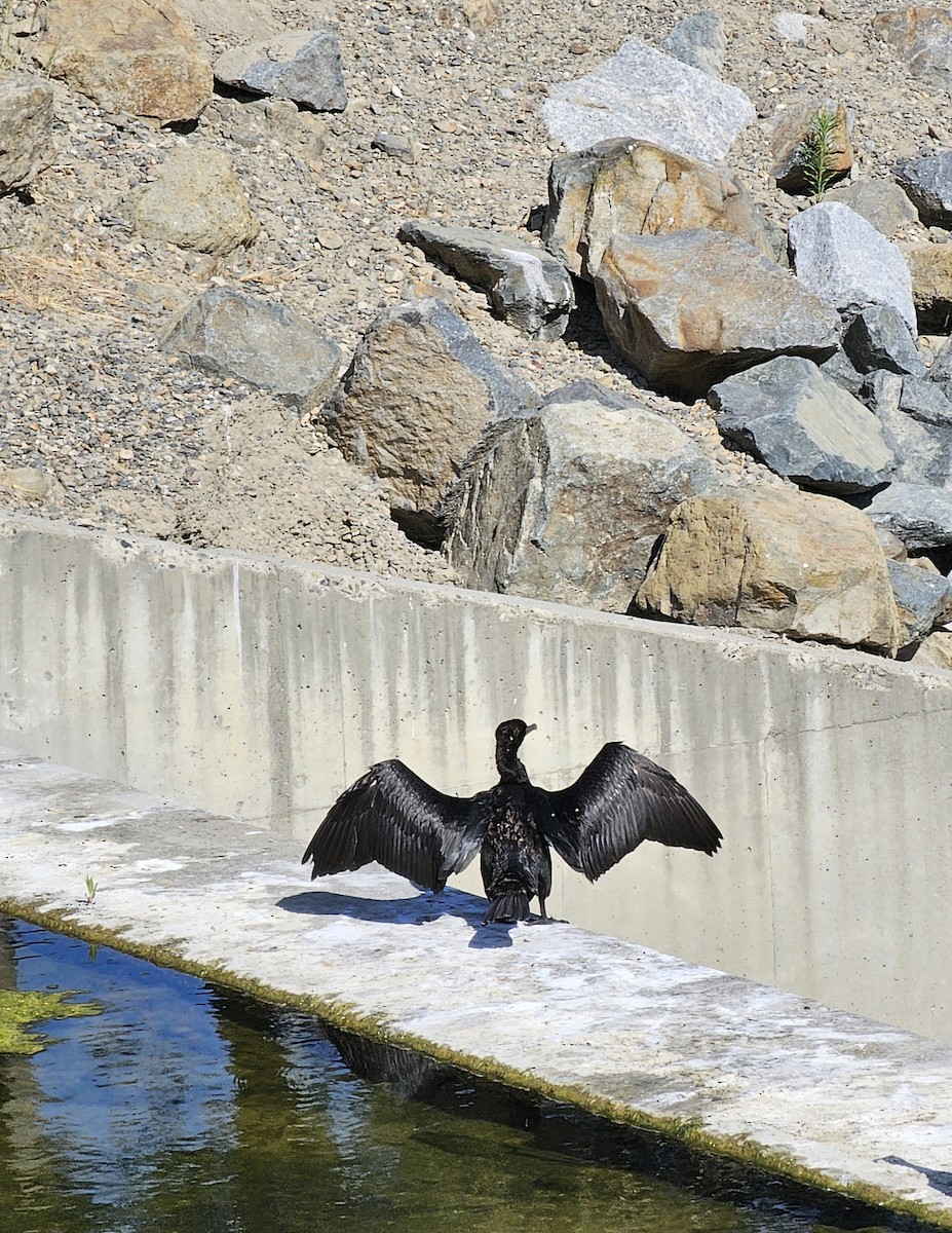 Double-crested Cormorant - Jami Josifek