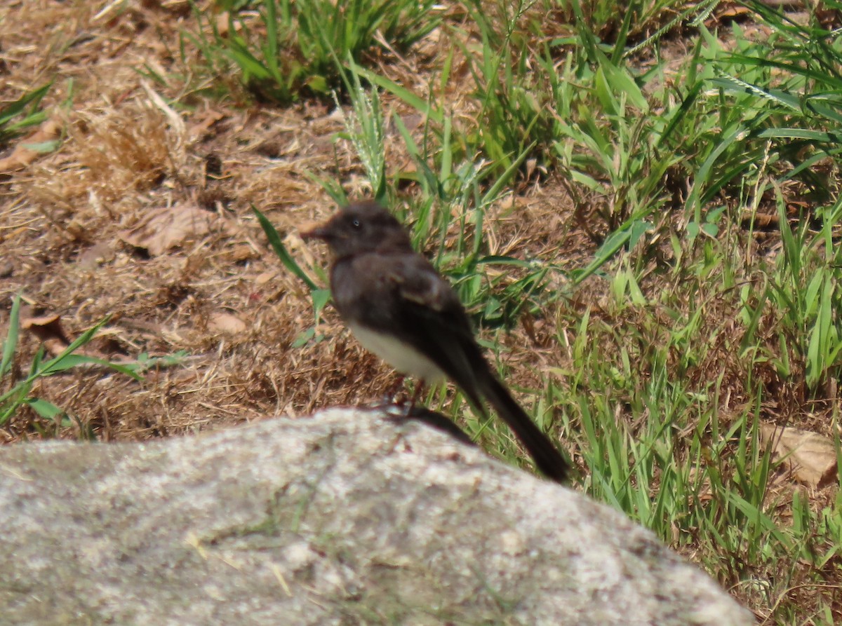 Black Phoebe - ML622306530