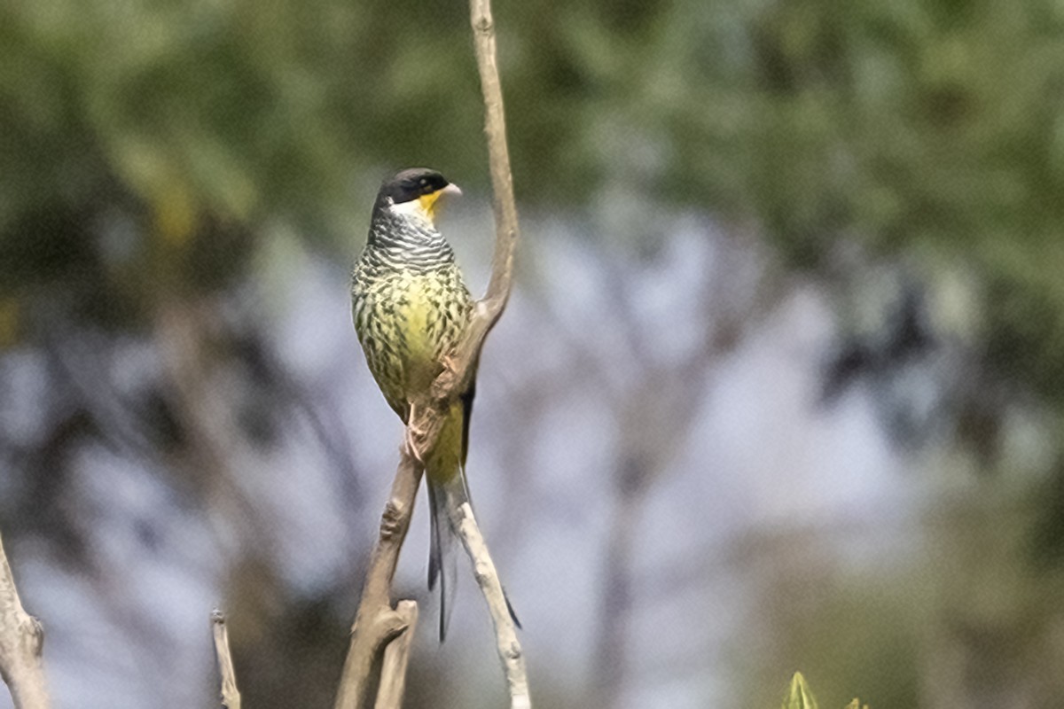 Swallow-tailed Cotinga (Swallow-tailed) - ML622306558