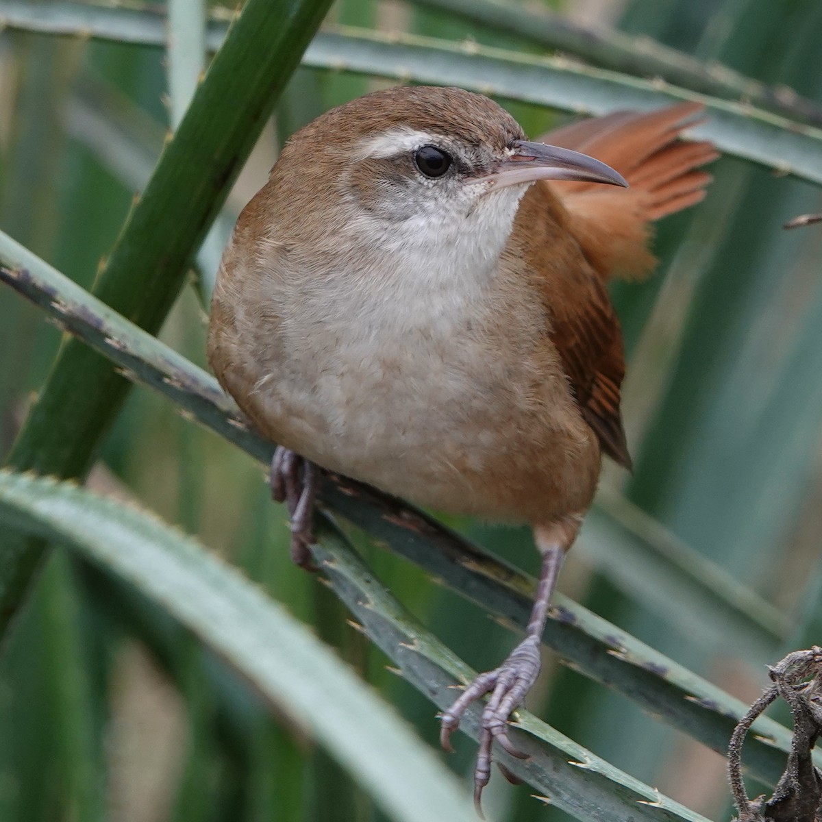 Curve-billed Reedhaunter - ML622306568