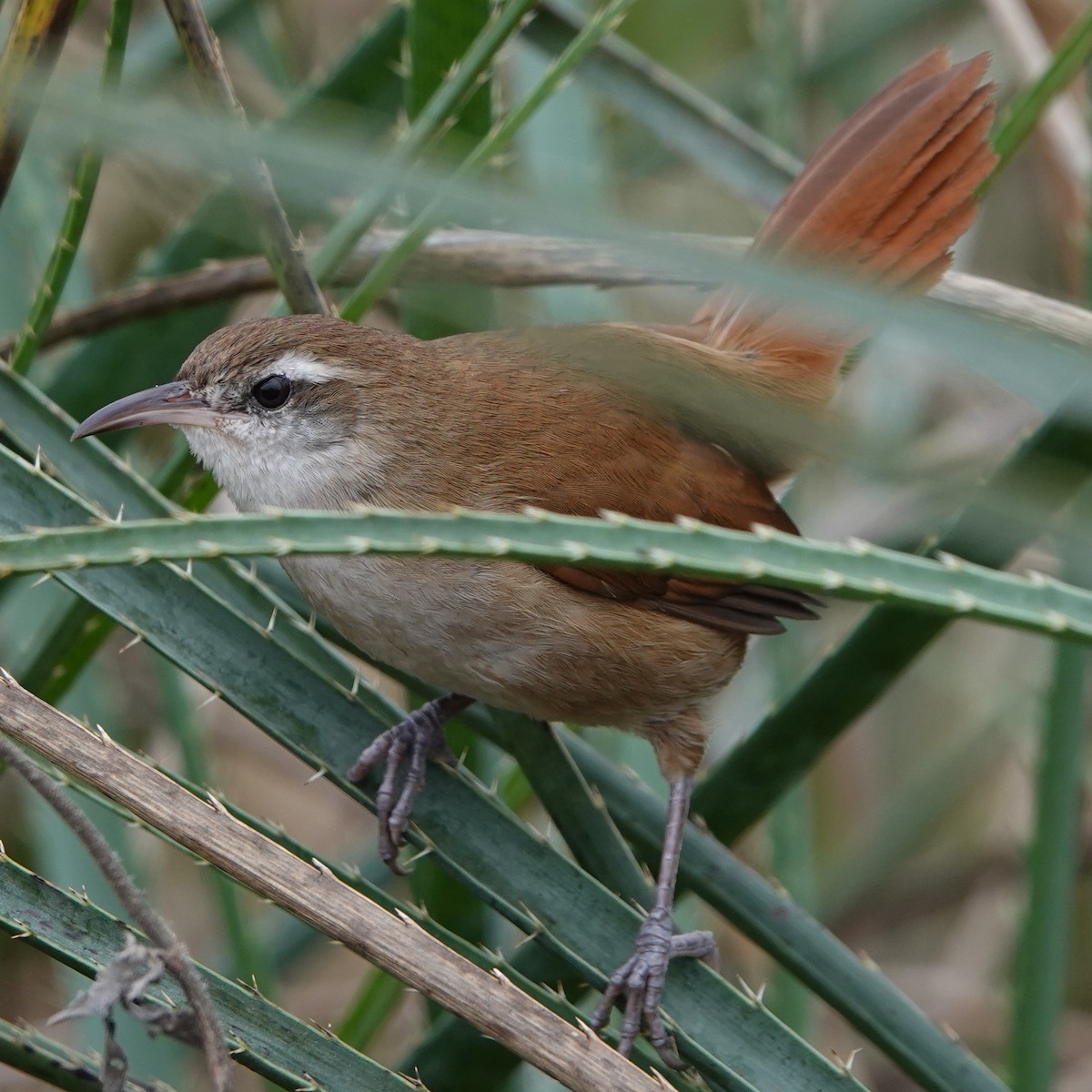 Curve-billed Reedhaunter - ML622306570