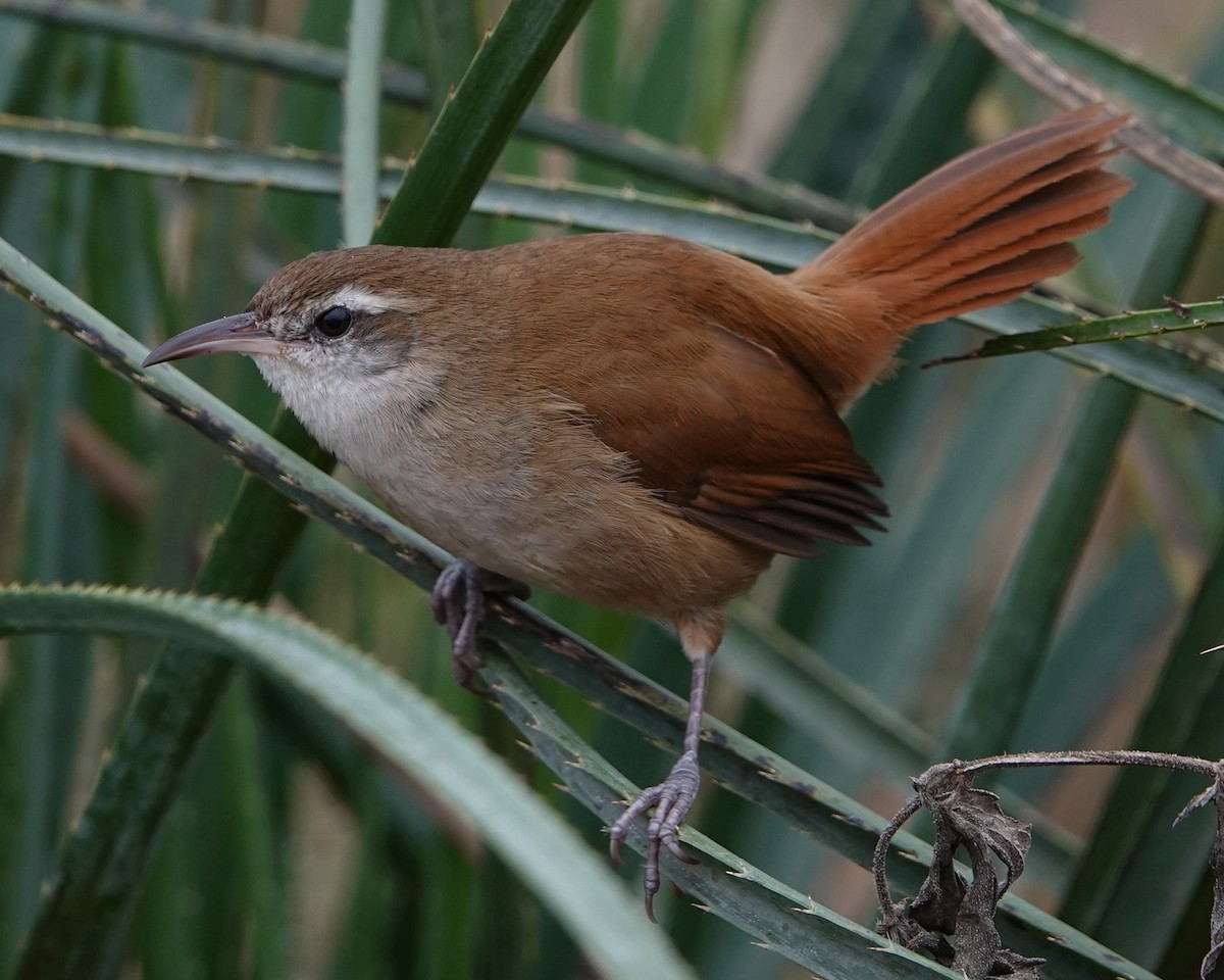 Curve-billed Reedhaunter - ML622306571