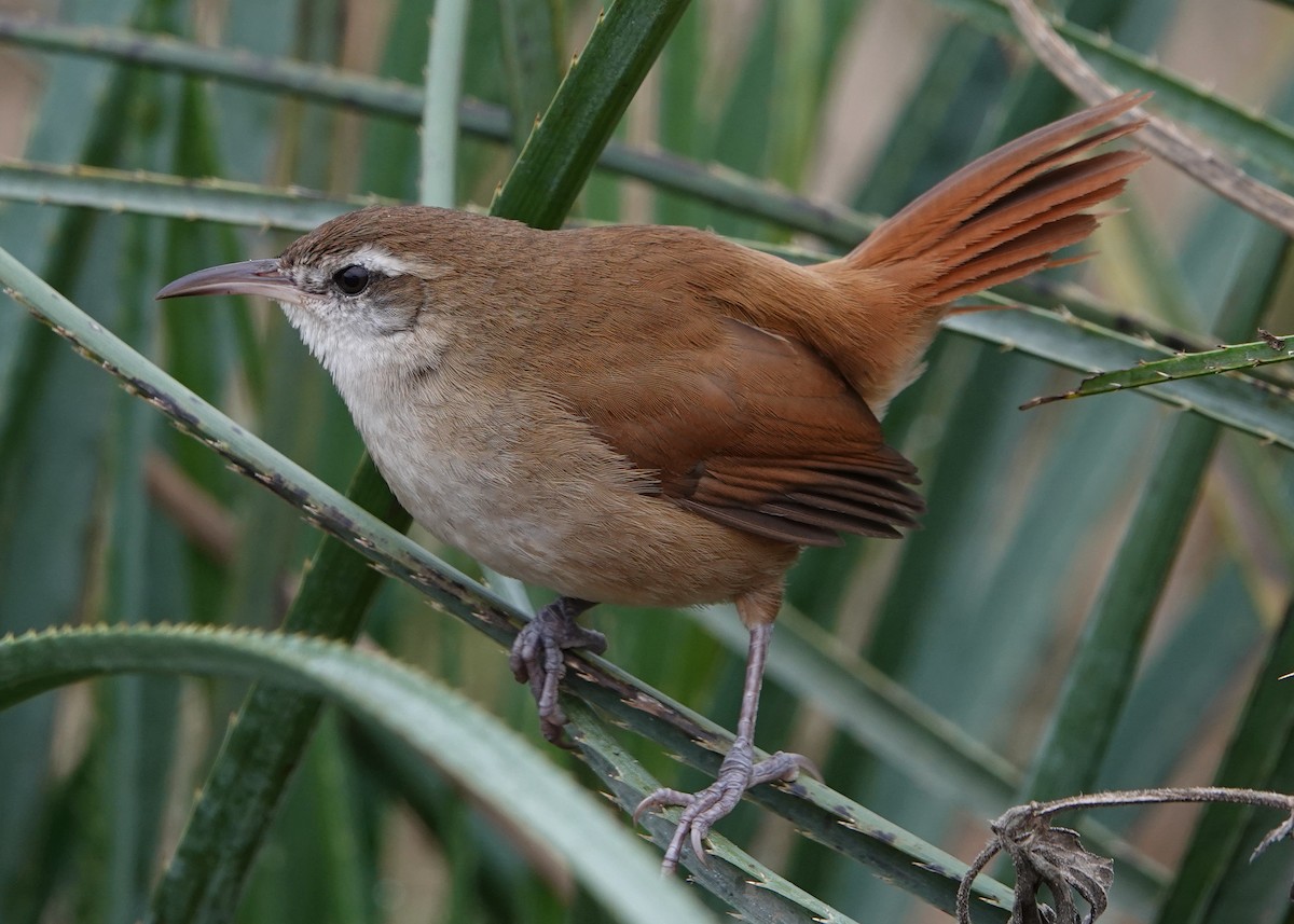 Curve-billed Reedhaunter - ML622306572