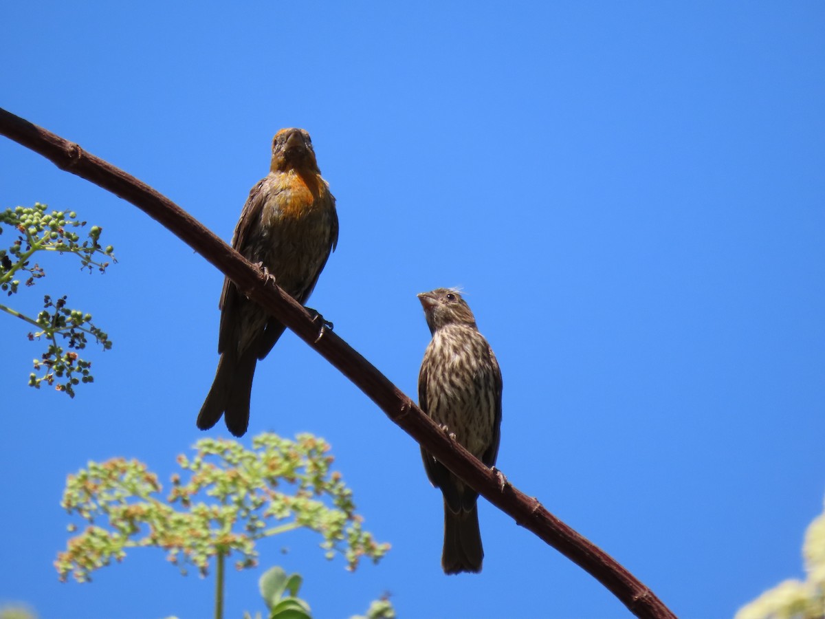 House Finch - ML622306573