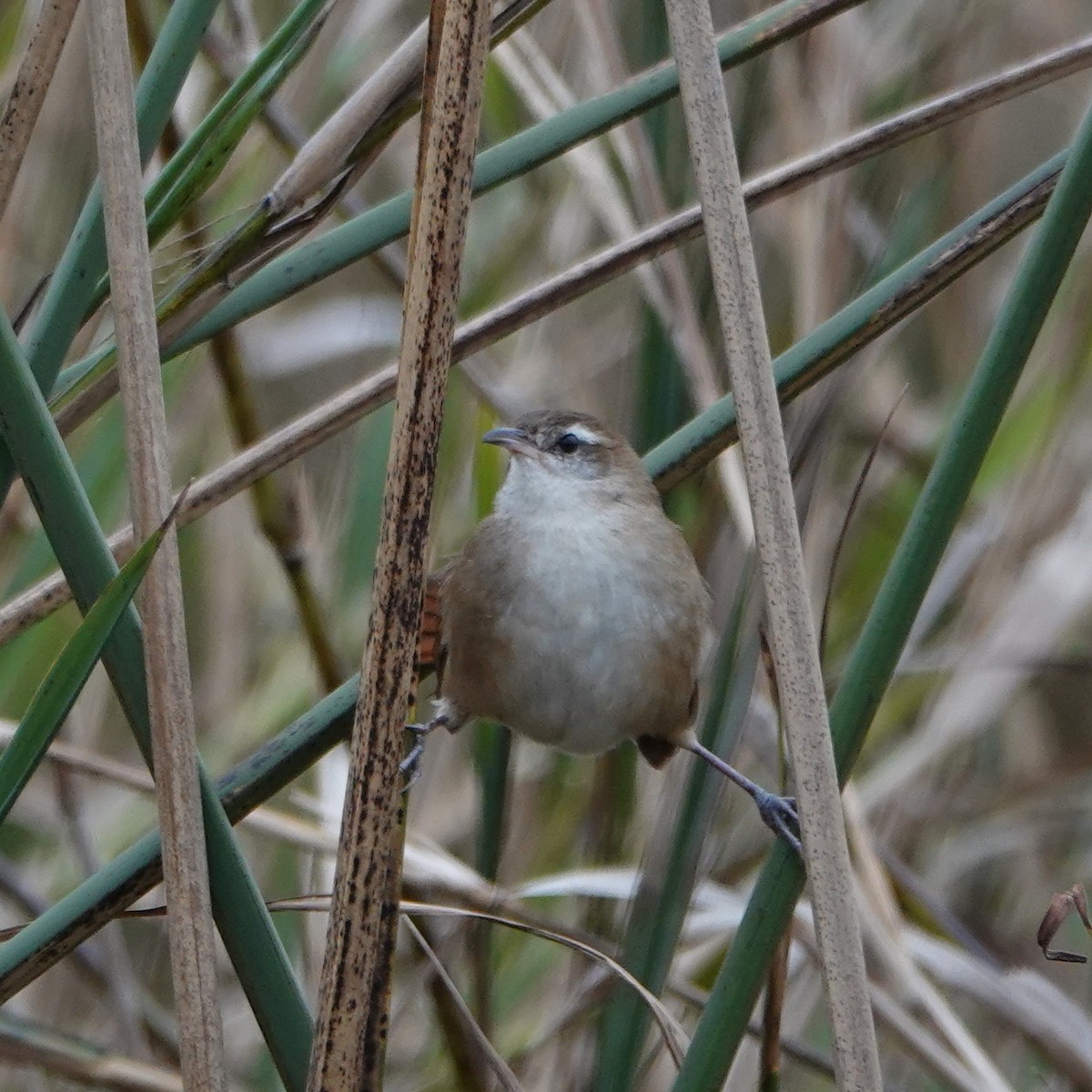 Curve-billed Reedhaunter - ML622306578