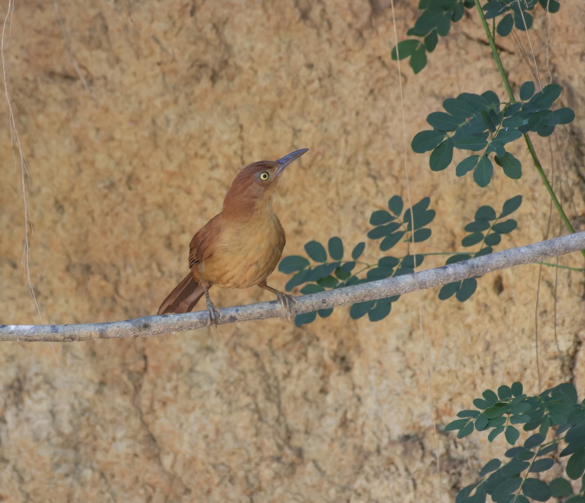 Chestnut-capped Foliage-gleaner - ML622306647