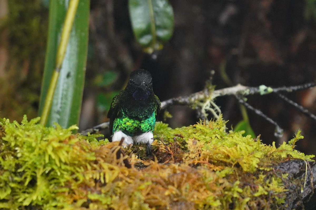 Glowing Puffleg - ML622306808