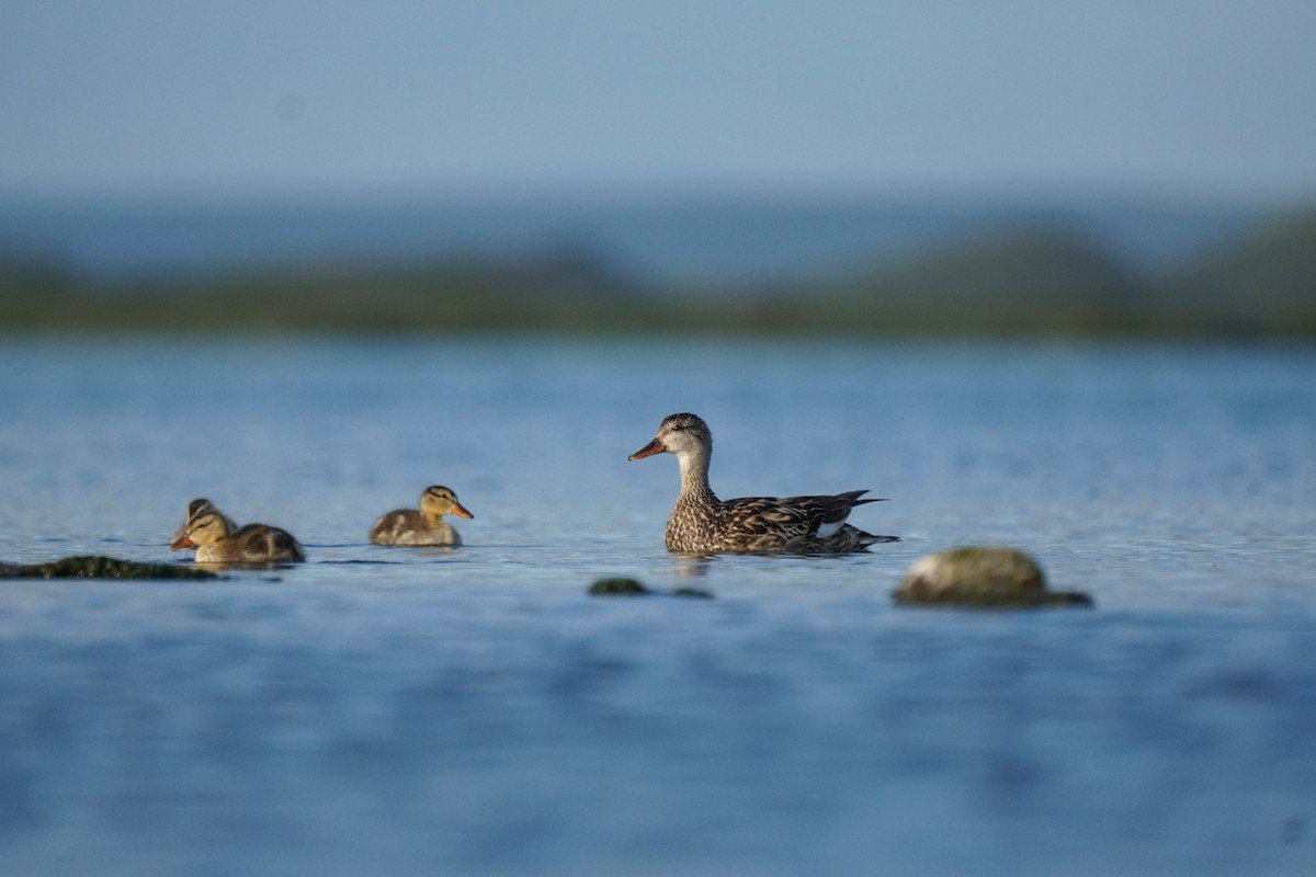 Gadwall - ML622306889