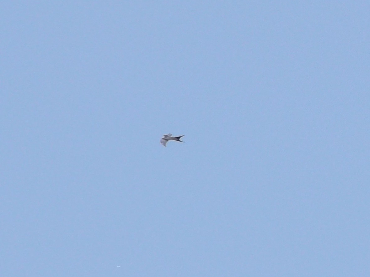 Swallow-tailed Kite - ML622307007