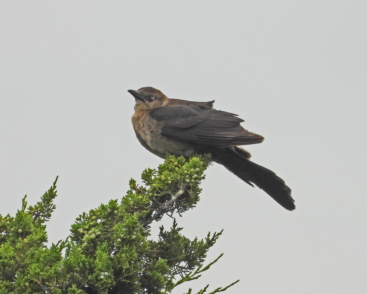 Boat-tailed Grackle - ML622307026
