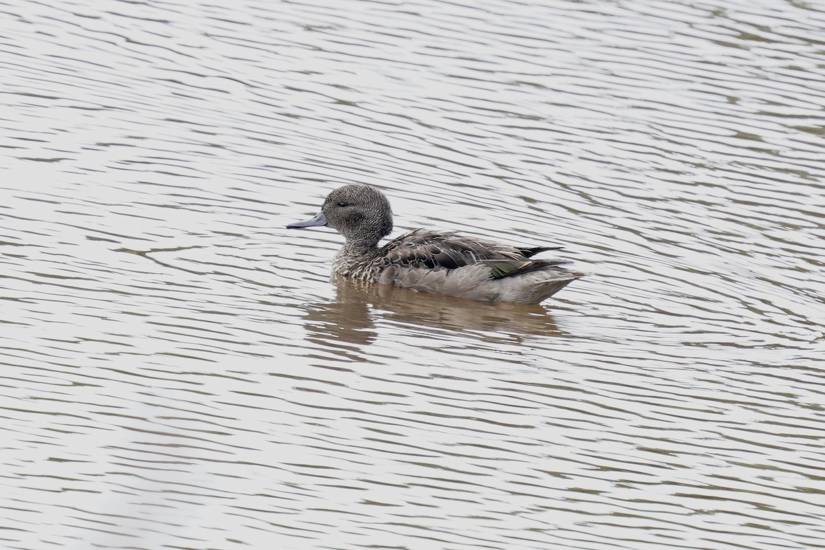 Andean Teal - ML622307042