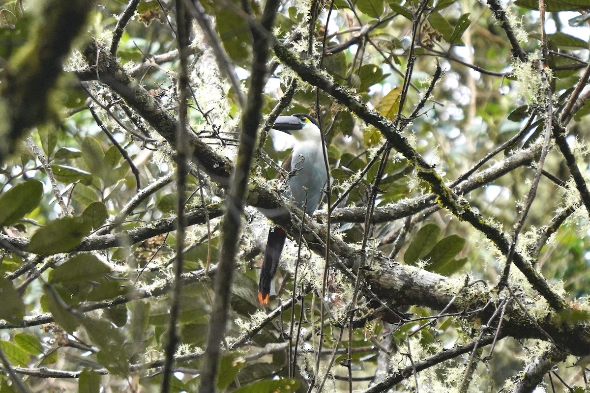 Black-billed Mountain-Toucan - ML622307065