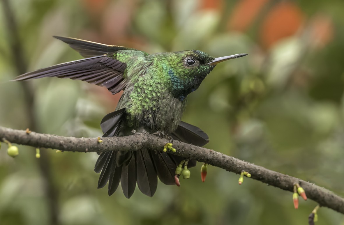 Velvet-browed Brilliant - ML622307071