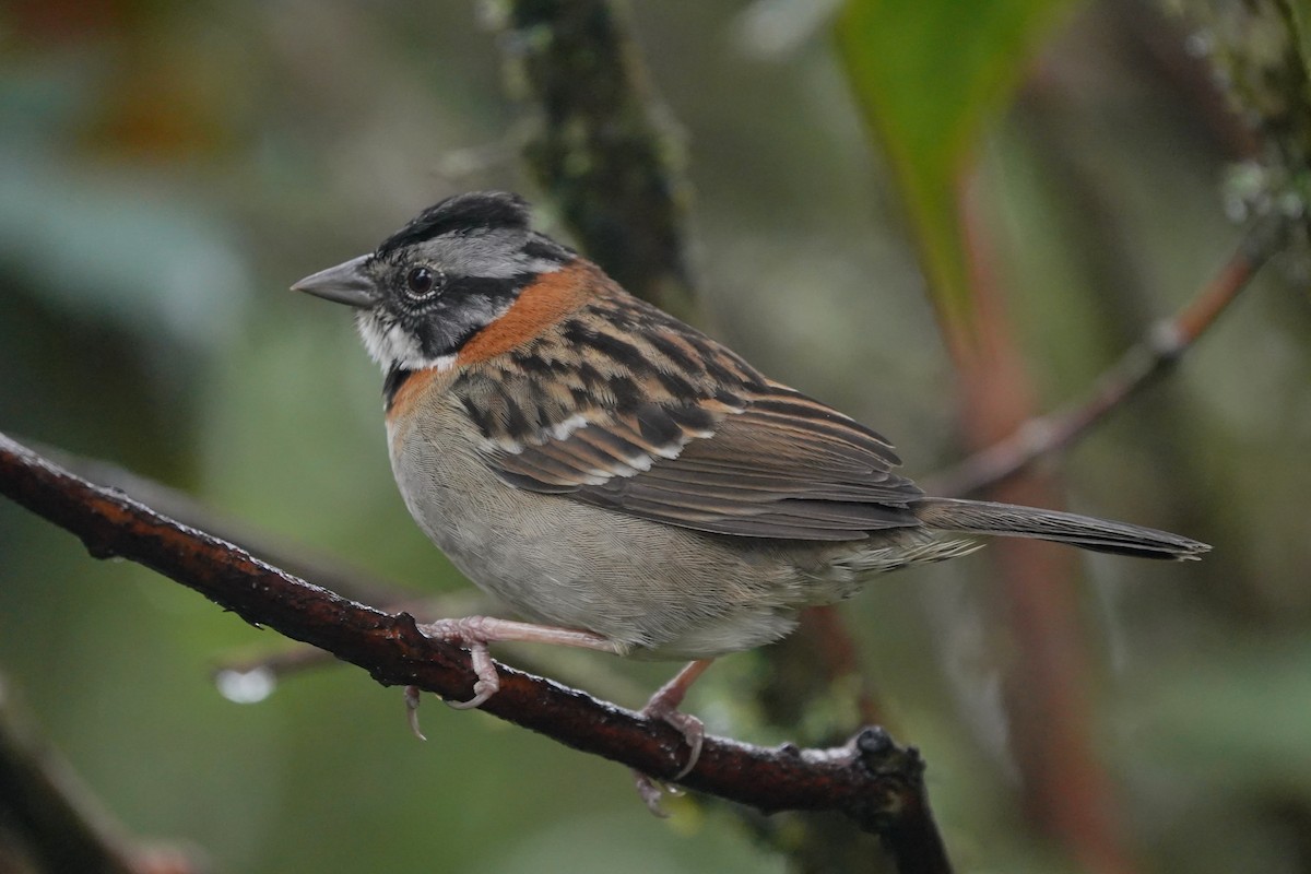 Rufous-collared Sparrow - ML622307079