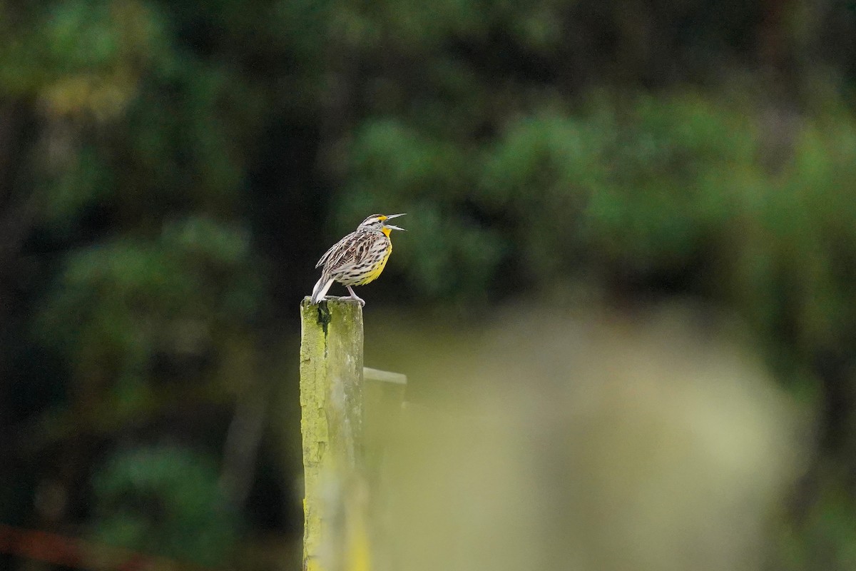 Eastern Meadowlark - ML622307107