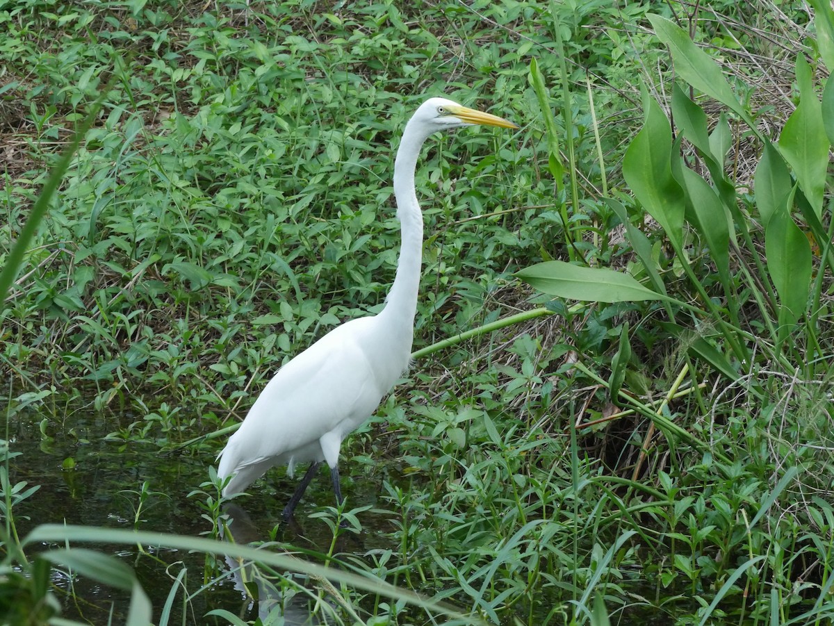 Great Egret - ML622307121