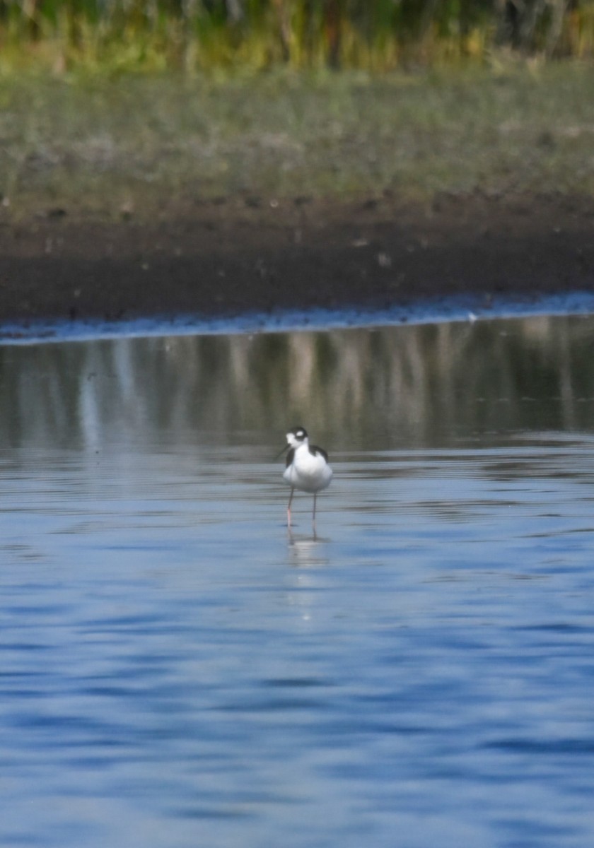 Black-necked Stilt - ML622307240