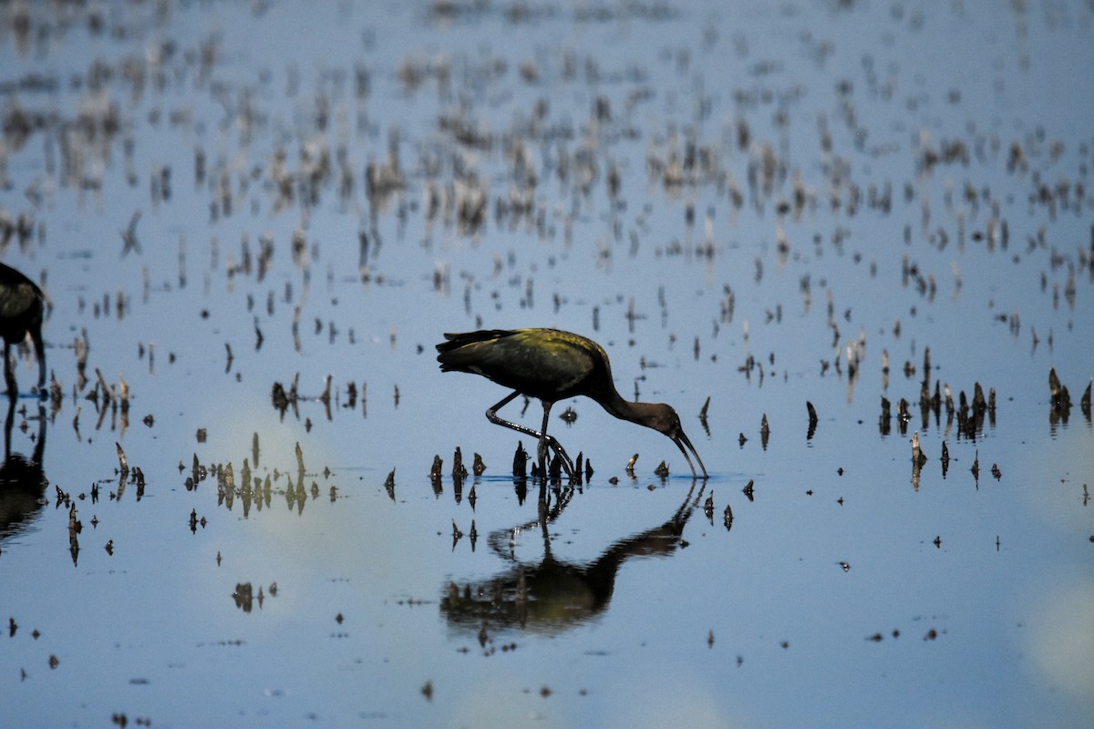 White-faced Ibis - ML622307258