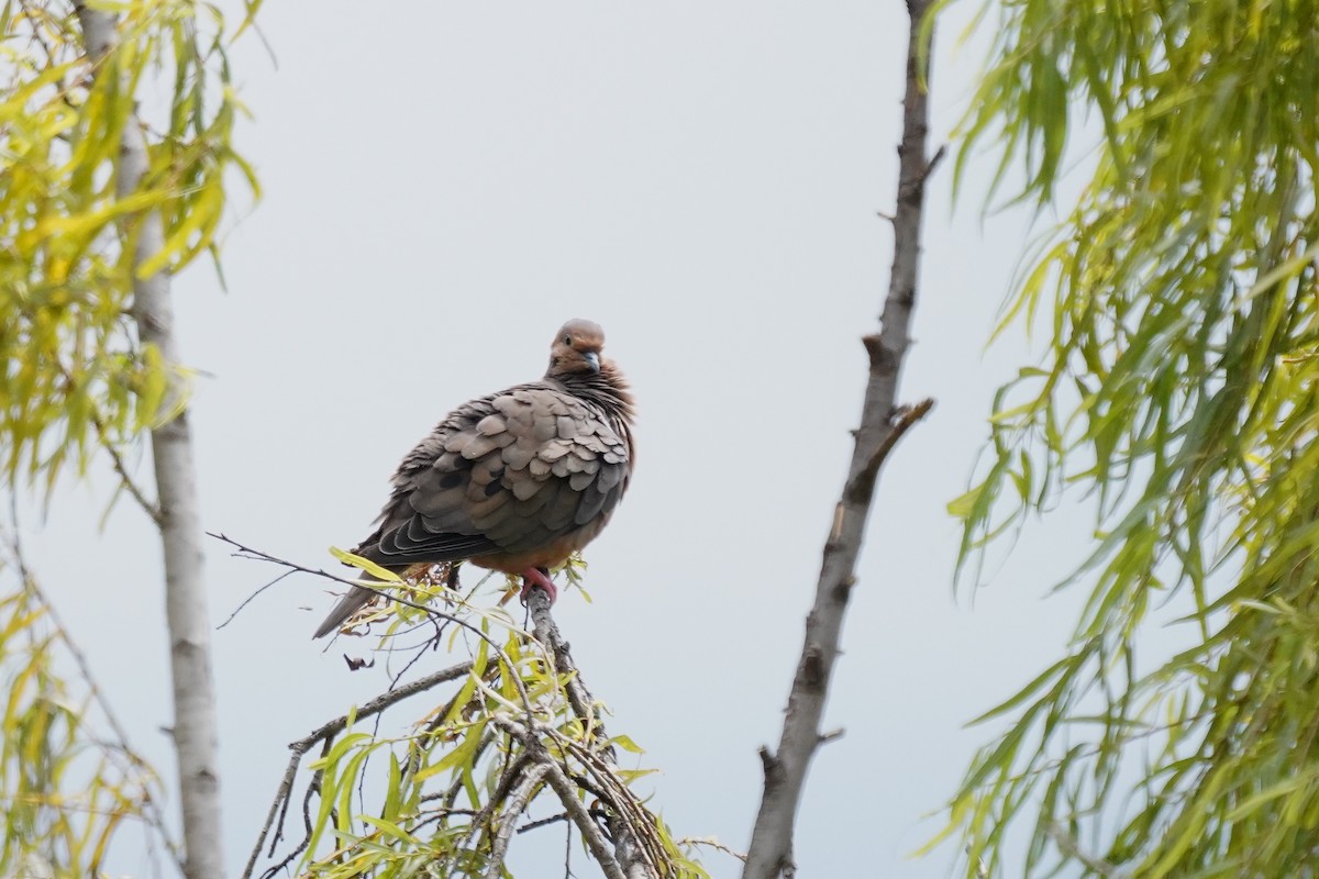 Eared Dove - ML622307327